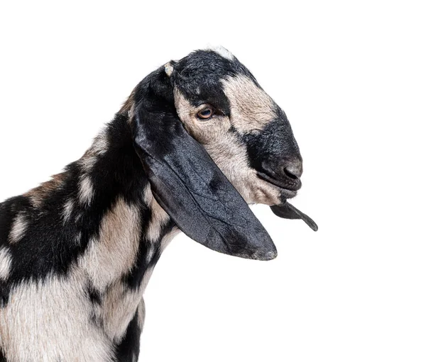 Head Shot Anglo Nubian Goat Nubian Capra Hircus Isolated White — Stockfoto