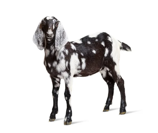 Side View Anglo Nubian Goat Nubian Isolated White — Zdjęcie stockowe