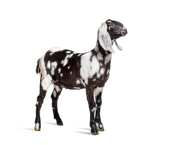 Side View Anglo Nubian Goat Nubian Isolated White — Stockfoto