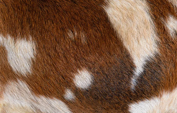 Detail Macro Anglo Nubian Goat Fur —  Fotos de Stock