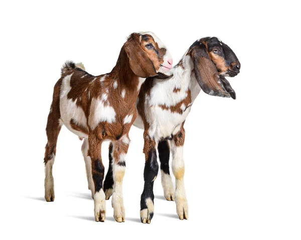 Two Anglo Nubian Goats Isolated White — Zdjęcie stockowe