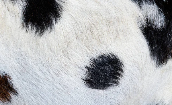 Detail Macro Anglo Nubian Goat Fur — Stock Photo, Image