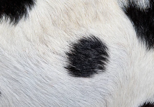 Detail Macro Anglo Nubian Goat Fur — Zdjęcie stockowe