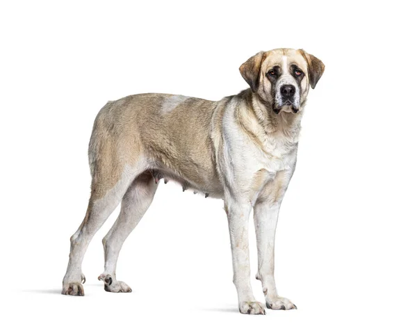 Profile View Transmontano Mastiff Isolated White — 图库照片