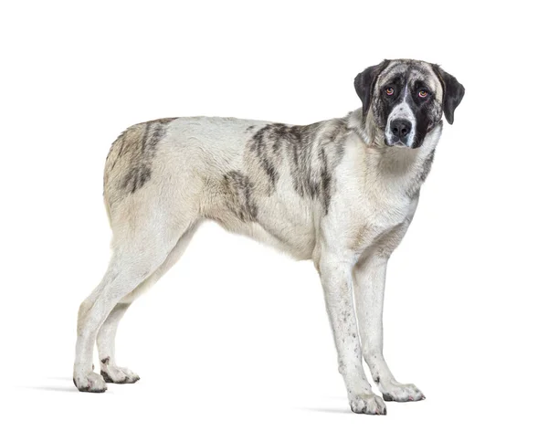 Side View Transmontano Mastiff Dog Looking Camera Isolated White — Photo