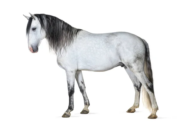 White Lusitano Horse Standing Front Side View Isolated White — Zdjęcie stockowe