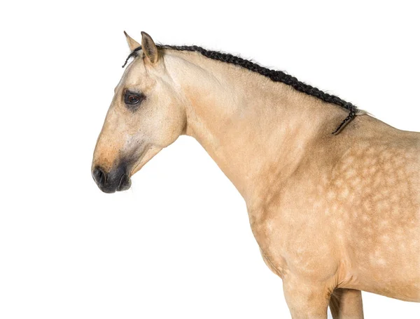 Head Shot Lusitano Horse Standing Front Side View Isolated White — Stock Photo, Image