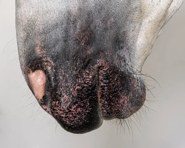 Close Nose Nostrils Lusitano Horse — Stock Photo, Image