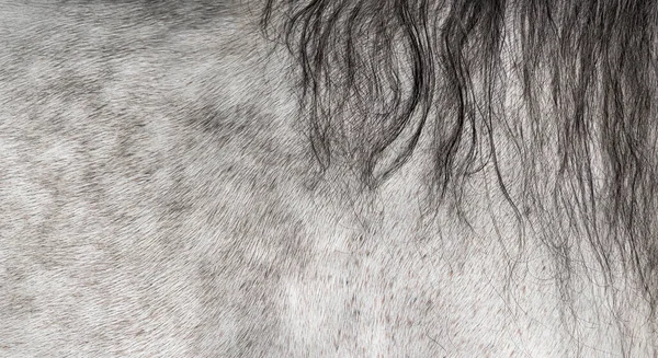 Close Lusitano Horse Coat Mane — Stock Photo, Image