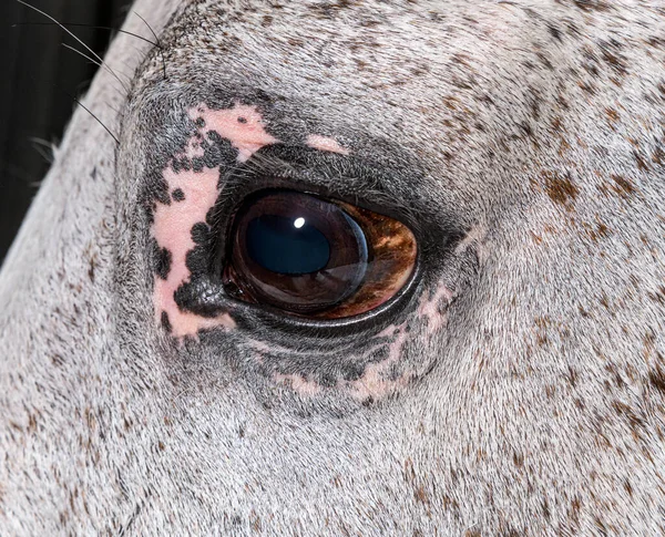 Close Eye Lusitano Horse — Stok fotoğraf