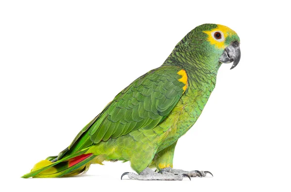 Blue Fronted Parrot Amazona Aestiva Isolated White — 스톡 사진