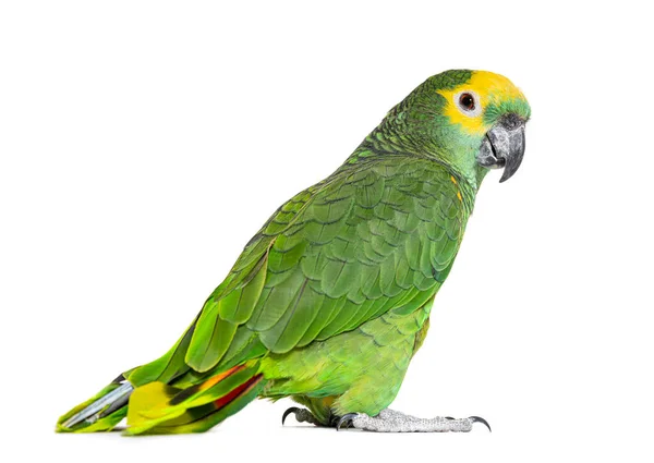 Blue Fronted Parrot Amazona Aestiva Isolated White — 스톡 사진
