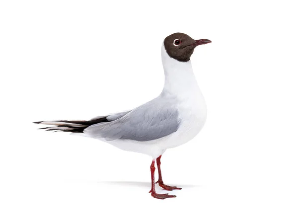 Adult Summer Plumage Black Headed Gull Chroicocephalus Ridibundus Isolated White — Foto de Stock