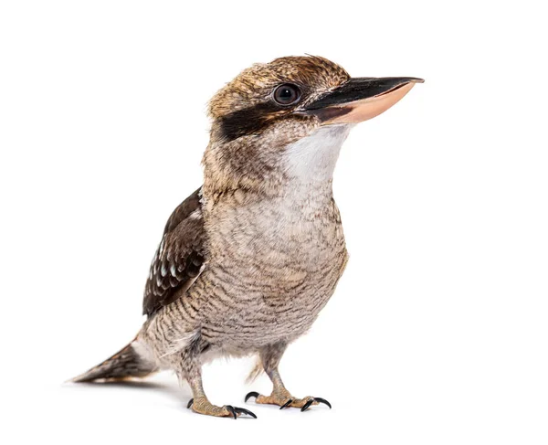 Kingfisher Laughing Kookaburra Dacelo Novaeguineae Isolated White — Fotografia de Stock