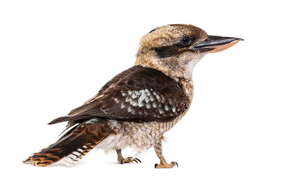 Kingfisher Laughing Kookaburra Dacelo Novaeguineae Isolated White — Fotografia de Stock