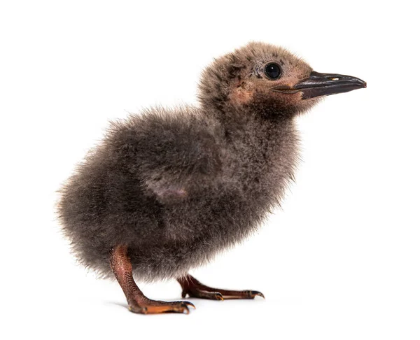 Five Days Old Chick Inca Tern Larosterna Inca Isolated White — 스톡 사진