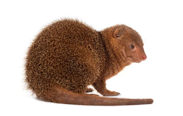 Ethiopian Dwarf Mongoose Helogale Hirtula Isolated White — 图库照片