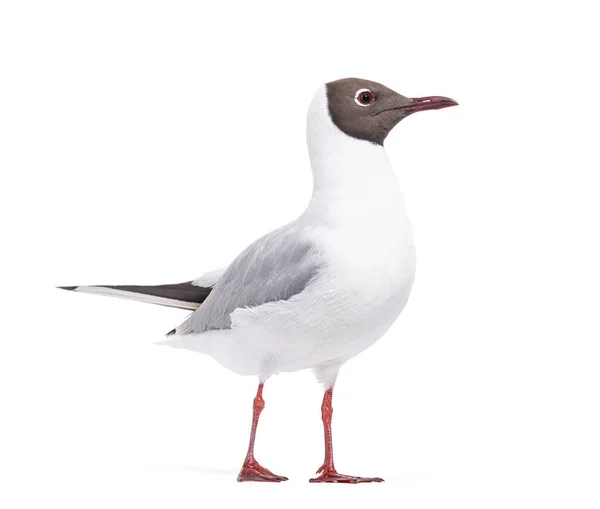 Adult Summer Plumage Black Headed Gull Chroicocephalus Ridibundus Isolated White — Stock Photo, Image