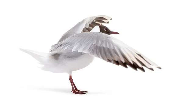 Adult Summer Plumage Black Headed Gull Flapping Wings Chroicocephalus Ridibundus — Zdjęcie stockowe