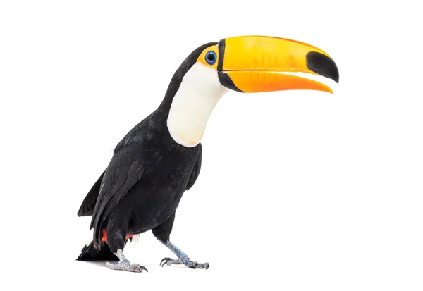 Toucan Toco Ramphastos Toco Απομονωμένο Λευκό — Φωτογραφία Αρχείου