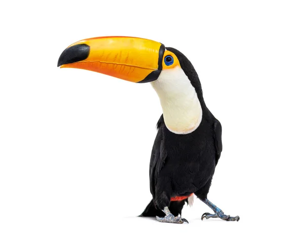 Toucan Toco Ramphastos Toco Isolated White — Stok fotoğraf