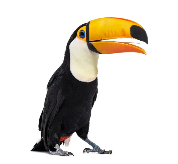 Toucan Toco Beak Open Can See Its Tongue Ramphastos Toco — Stock Photo, Image