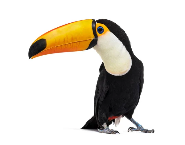 Toucan Toco Ramphastos Toco Isolated White — 스톡 사진