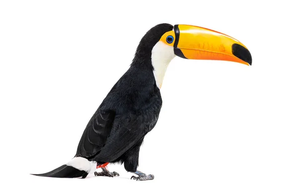 Toucan Toco Ramphastos Toco Isolated White — 图库照片