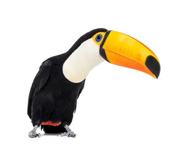 Toucan Toco Ramphastos Toco Isolated White — Stock Photo, Image