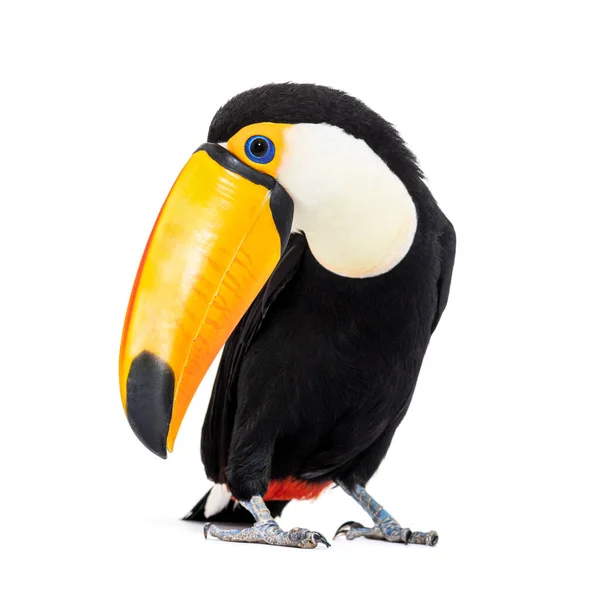 Toucan Toco Ramphastos Toco Isolated White — 스톡 사진