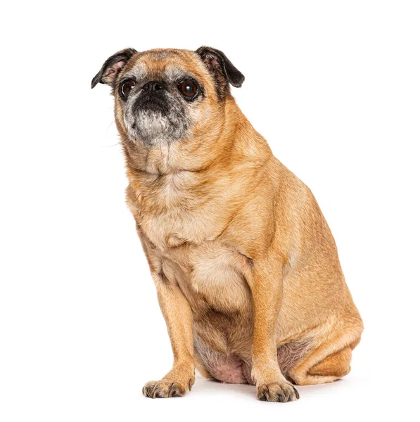 Sitting Old Ugly Pug Looking Isolated White — Stockfoto