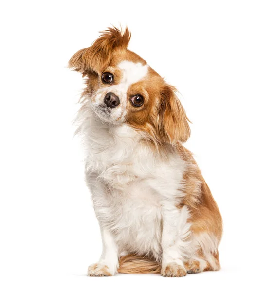 Crossbreed Cavalier King Charles Unkwon Breed Isolated White — Stok fotoğraf