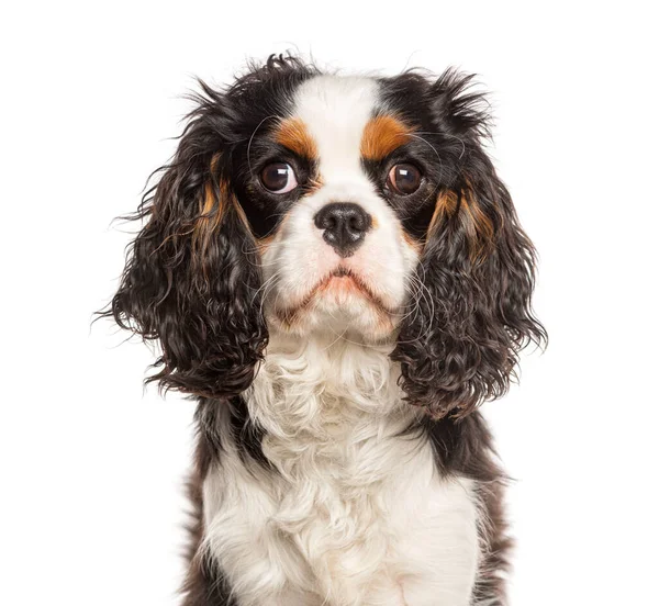 Tri Colored Cavalier King Charles Months — Stockfoto
