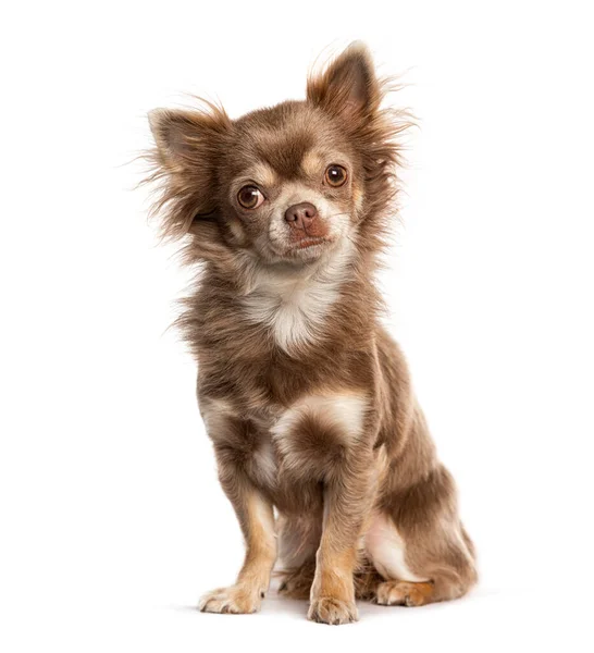 Sitting Chihuahua Looking Away Isolated White — Stok fotoğraf