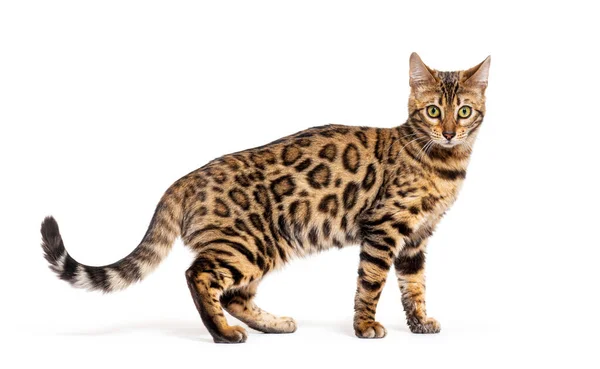 Bengal Cat Looking Camera Isolated White — Photo