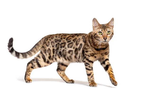 Brown Bengal Cat Walking Isolated White — Foto de Stock