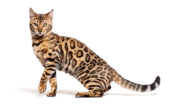 Side View Bengal Cat Pawing Isolated White — Stock Fotó