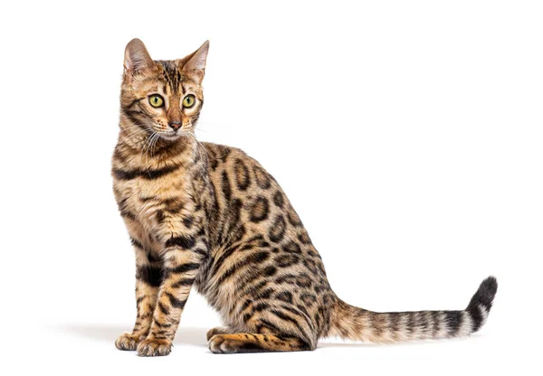 Side View Bengal Cat Looking Away Isolated White —  Fotos de Stock