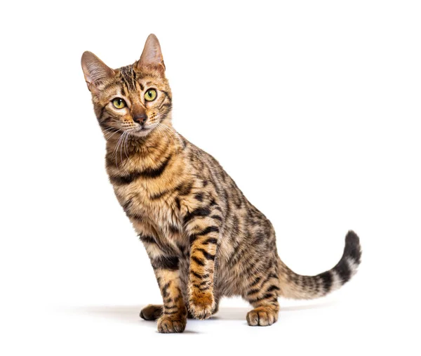 Bengal Cat Facing Camera Isolated White — Foto de Stock