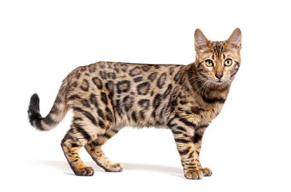 Side View Bengal Cat Isolated White — Foto de Stock