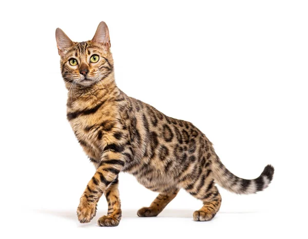 Bengal Cat Marking Stop Looking Away Isolated White — Photo