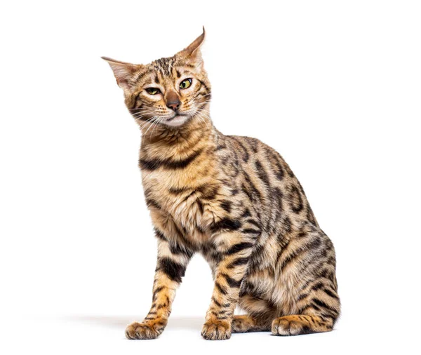 Irritated Bengal Cat Making Face Isolated White — Fotografia de Stock