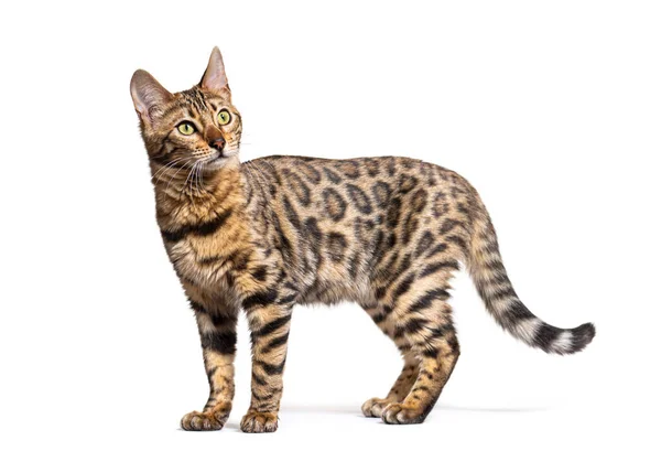 Bengal Cat Standing Looking Isolated White — Zdjęcie stockowe