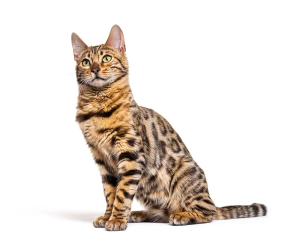 Looking Bengal Cat Sitting Isolated White — Photo