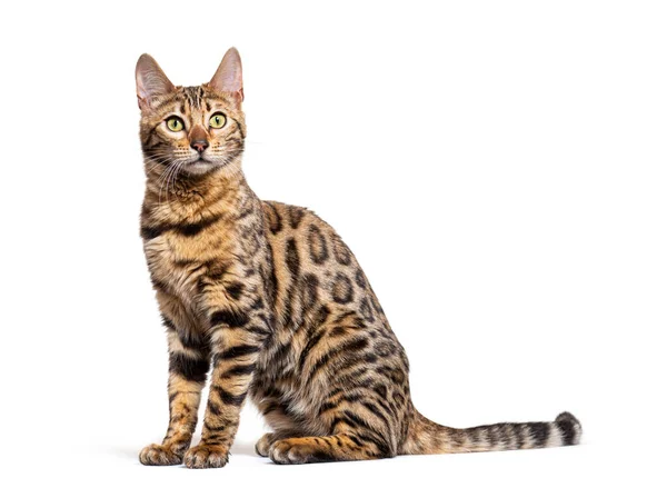 Side View Bengal Cat Sit Isolated White — Zdjęcie stockowe