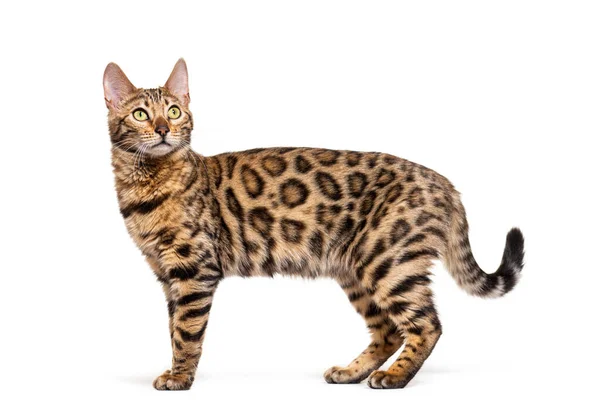 Standing Brown Bengal Cat Side View Isolated White — 图库照片