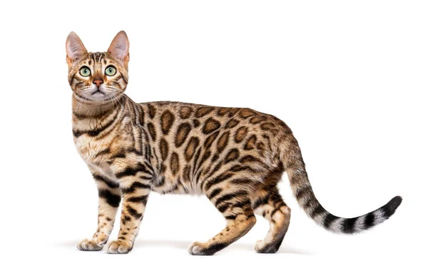Standing Brown Bengal Cat Side View Isolated White — 스톡 사진