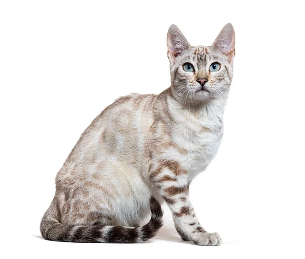 Side View Snow Lynx Bengal Cat Isolated White — Zdjęcie stockowe