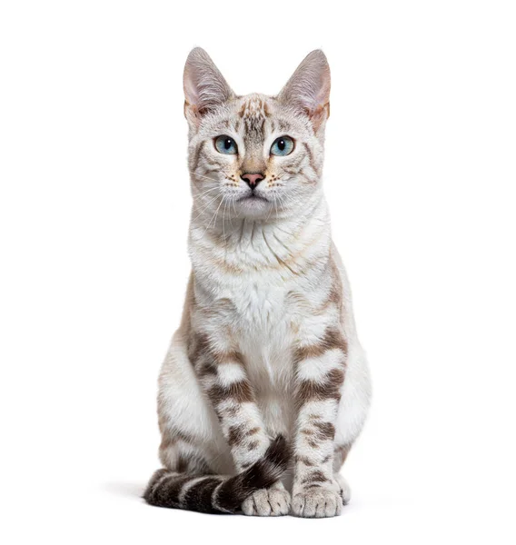 Snow Lynx Bengal Cat Facing Camera Isolated White — Stok fotoğraf