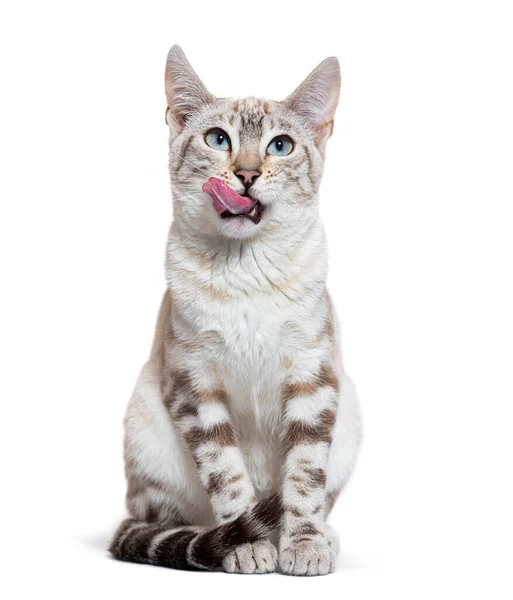 Front View Snow Lynx Bengal Cat Licking Its Lips Isolated — Stockfoto